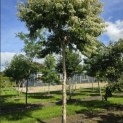 Heptacodium miconioides - Foto 6