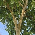 Heptacodium miconioides - Foto 5