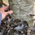 Fagus sylvatica 'Atropunicea' - juni 2026