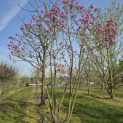Magnolia 'Susan' - 1