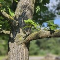 Ginkgo biloba - 5