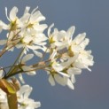 Amelanchier arborea 'Robin Hill' - 3