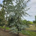 Cedrus libani 'Glauca' - 1