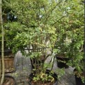 Vaccinium corymbosum 'Elliot' - Foto 4