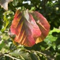 Parrotia persica - 2