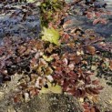 Fagus sylvatica 'Atropunicea' - 5