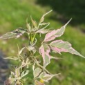 Acer negundo 'Flamingo' - Foto 6