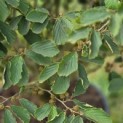 Hamamelis Mollis - 4