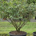 Hamamelis Mollis - 5