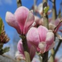 Magnolia 'Lennei' - 2