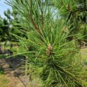Pinus nigra 'Nigra' - naald