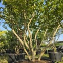 Parrotia persica - Foto 9