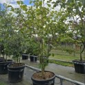 Hamamelis mollis 'Westerstede' - Foto 2