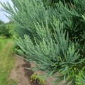 Sequoiadendron giganteum 'Glaucum' - Afbeelding 4
