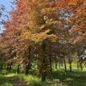 Fagus sylvatica 'Atropunicea' - 1
