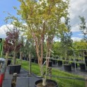 Acer palmatum 'Sangokaku' - Foto 2