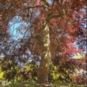 Acer palmatum 'Inaba Shidare' - 2