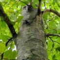 Fagus sylvatica 'Atropunicea' - Afbeelding 729. binnenste blad kleurt in de nazomer naar groen