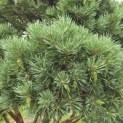 Pinus sylvestris 'Watereri' - 6