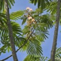 Albizia julibrissin 'Ombrella' - 4