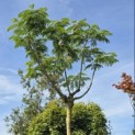Albizia julibrissin 'Ombrella' - 3