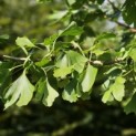 Ginkgo biloba - 1