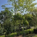 Amelanchier lamarckii - 2