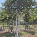 Betula utilis 'Doorenbos' - 2
