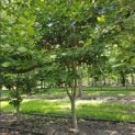 Fagus sylvatica - 1