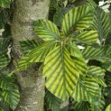 Fagus sylvatica 'Striata' - 1