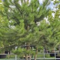 Pinus nigra 'Nigra' - 1