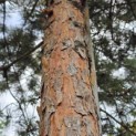 Pinus sylvestris - 2