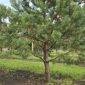 Pinus sylvestris - Foto 5