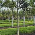 Juglans regia 'Cyril' - Foto 3