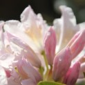 Rhododendron 'Cunningham's White' - impressie bloei in april