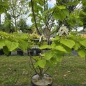 Catalpa bignonioïdes 'Aurea' - Foto 4
