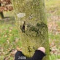 Carpinus betulus 'Frans Fontaine'   (Fastigiata) - 4