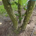 Platanus x Hispanica - 2