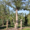 betula nigra