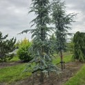 Cedrus libani 'Glauca' - Foto 3