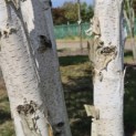 Betula utilis 'Doorenbos' - 3