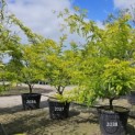 Gleditsia triacanthos ‘Sunburst' - 1