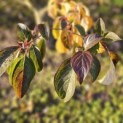Cornus controversa - 2