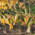 Cornus controversa - 3
