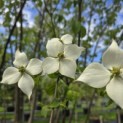 Cornus kousa - 2