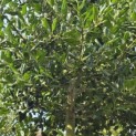 Ilex Nellie Stevens - 2