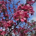 Malus toringo - 7