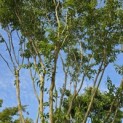Heptacodium miconioides - 7