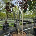 Cercis canadensis 'Forest Pansy' - 2
