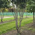 Parrotia persica 'Vanessa' - 2